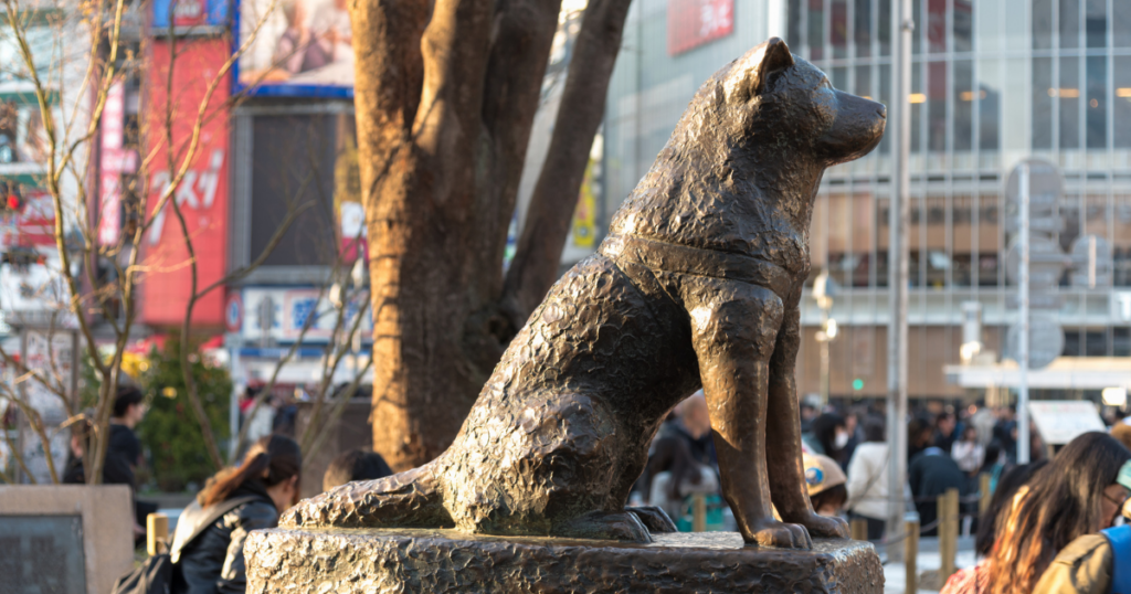 Lessons from Hachiko’s Story