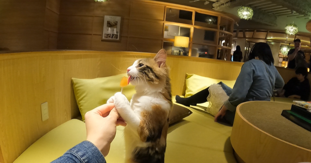 Cat Café MoCHA Shinjuku